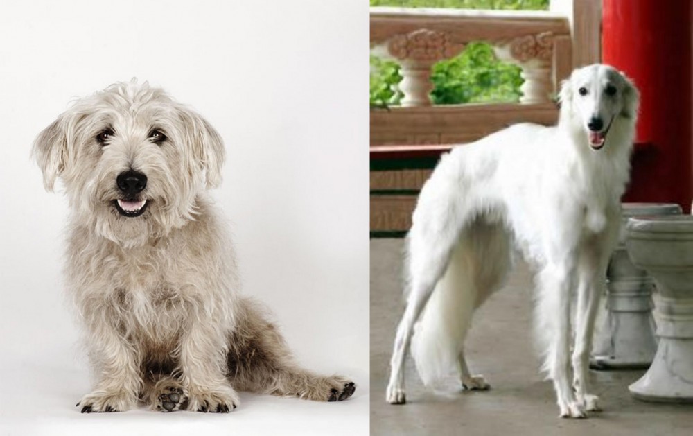 Silken Windhound vs Glen of Imaal Terrier - Breed Comparison