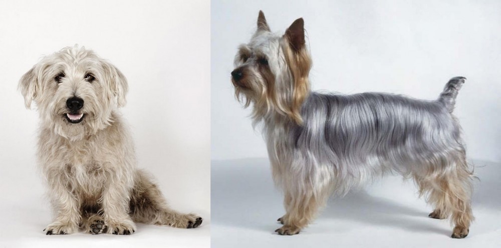Silky Terrier vs Glen of Imaal Terrier - Breed Comparison