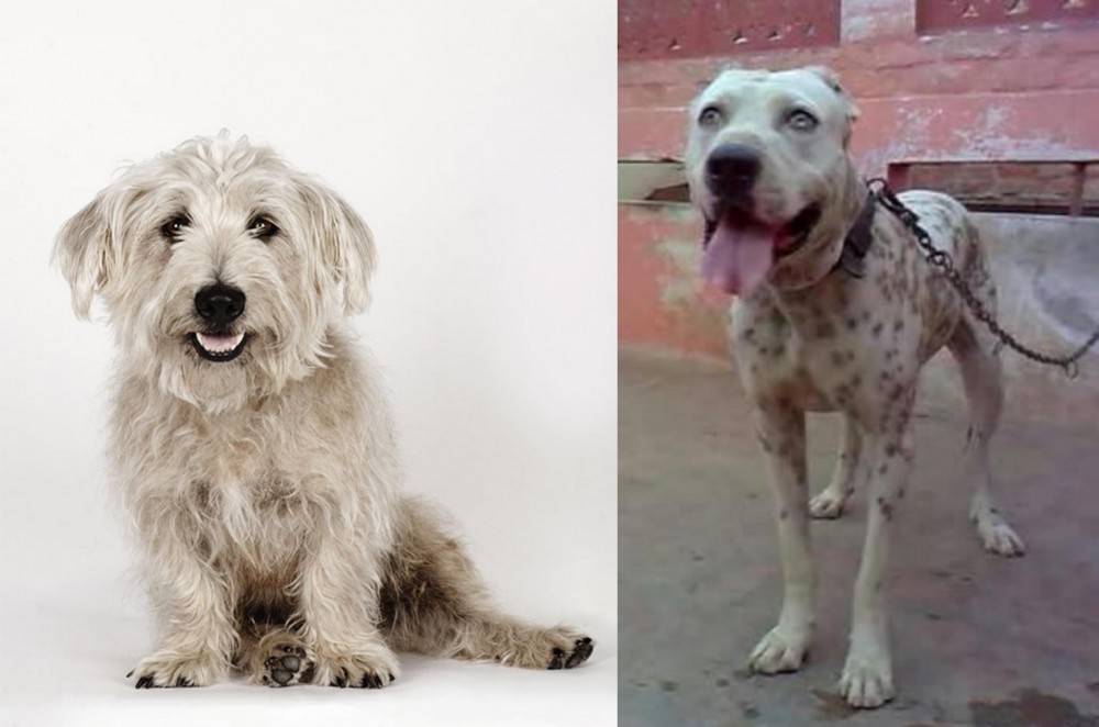 Sindh Mastiff vs Glen of Imaal Terrier - Breed Comparison