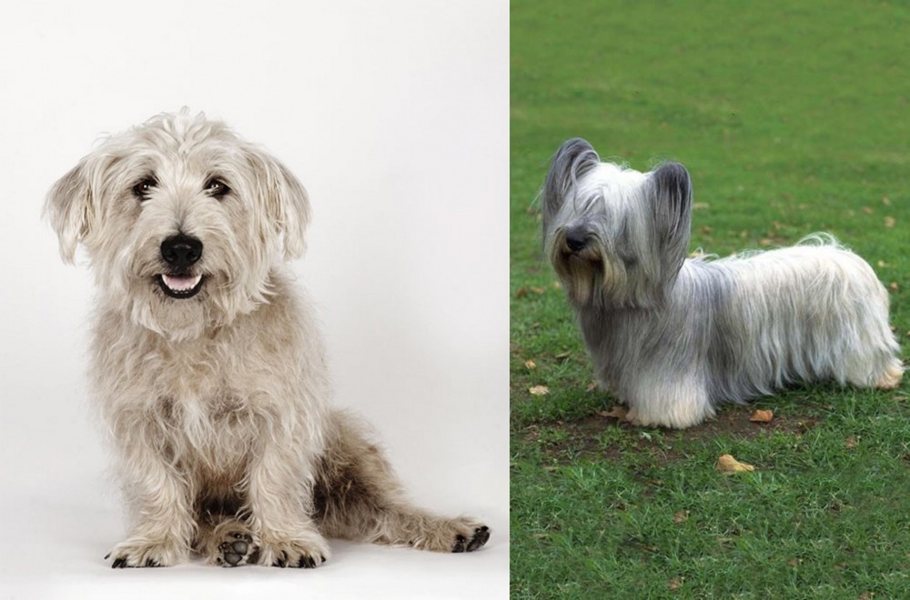 Skye Terrier vs Glen of Imaal Terrier - Breed Comparison