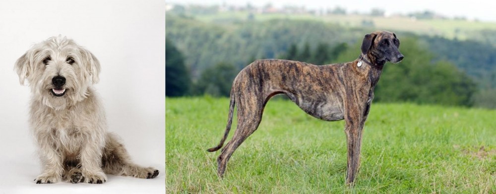 Sloughi vs Glen of Imaal Terrier - Breed Comparison