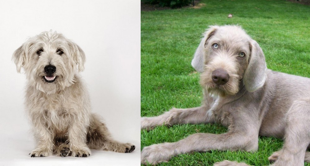 Slovakian Rough Haired Pointer vs Glen of Imaal Terrier - Breed Comparison