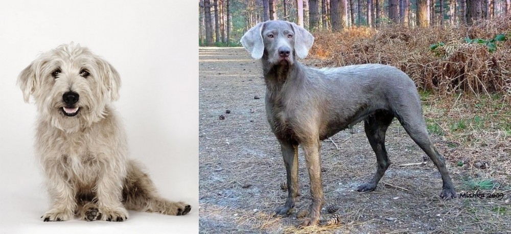 Slovensky Hrubosrsty Stavac vs Glen of Imaal Terrier - Breed Comparison