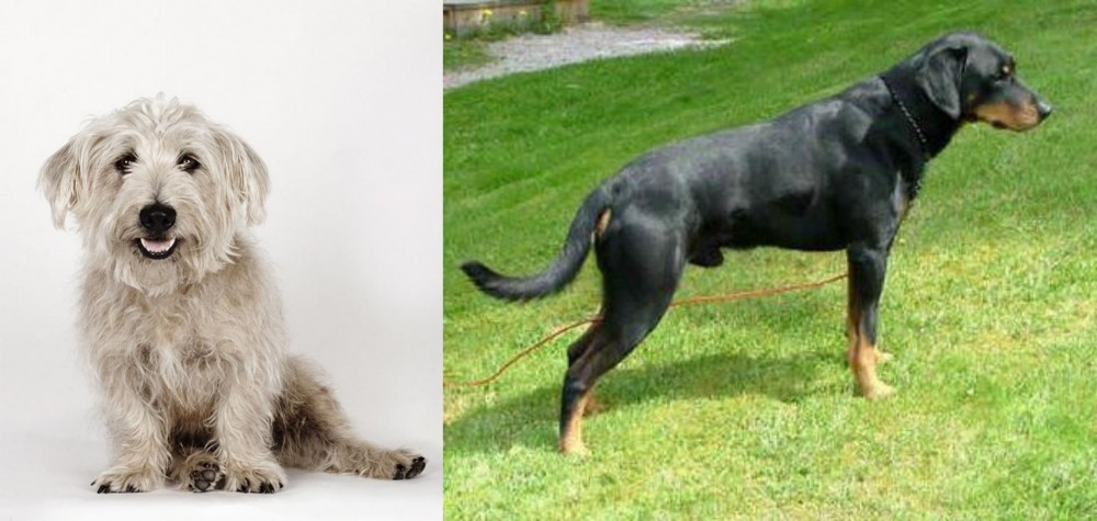 Smalandsstovare vs Glen of Imaal Terrier - Breed Comparison