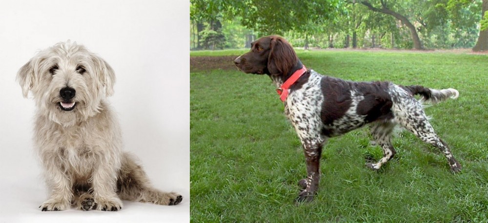 Small Munsterlander vs Glen of Imaal Terrier - Breed Comparison