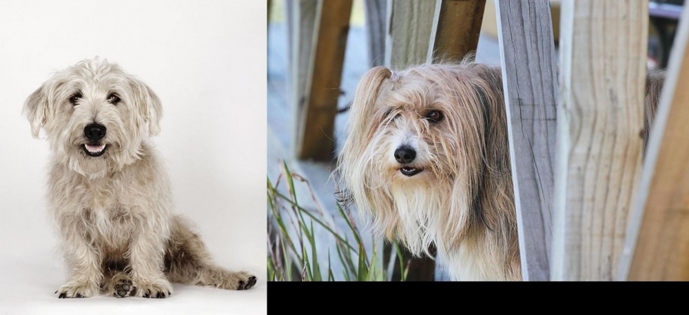 Smithfield vs Glen of Imaal Terrier - Breed Comparison