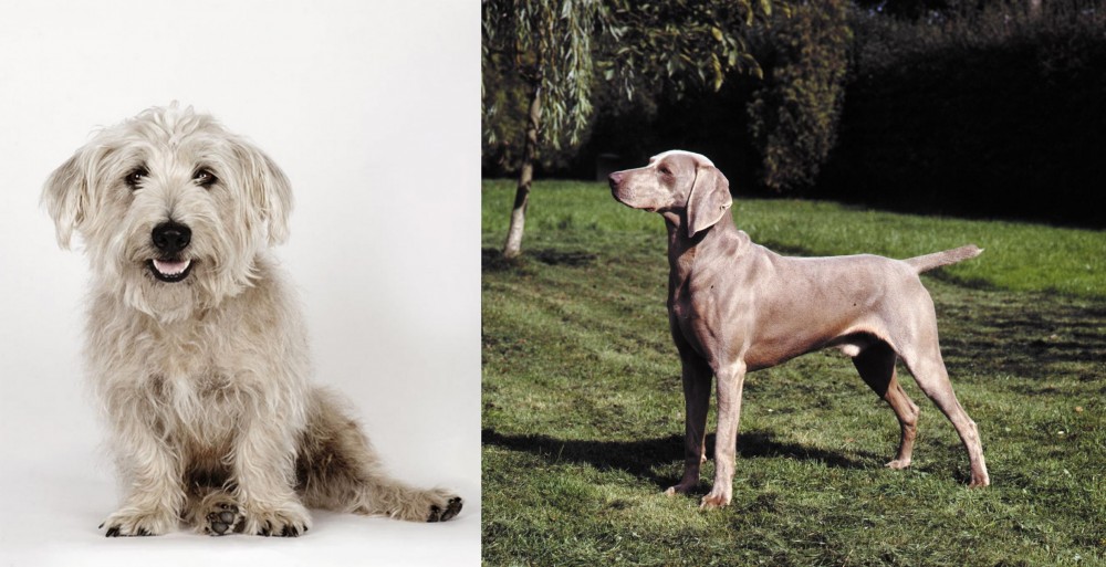 Smooth Haired Weimaraner vs Glen of Imaal Terrier - Breed Comparison