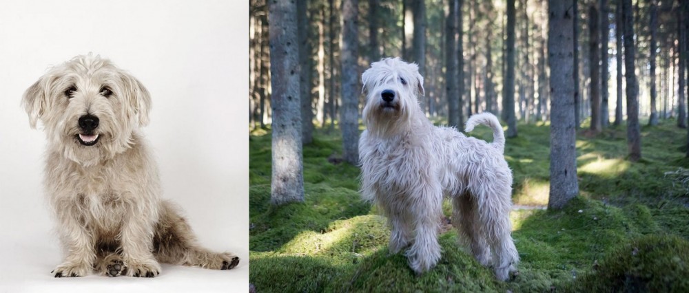 Soft-Coated Wheaten Terrier vs Glen of Imaal Terrier - Breed Comparison