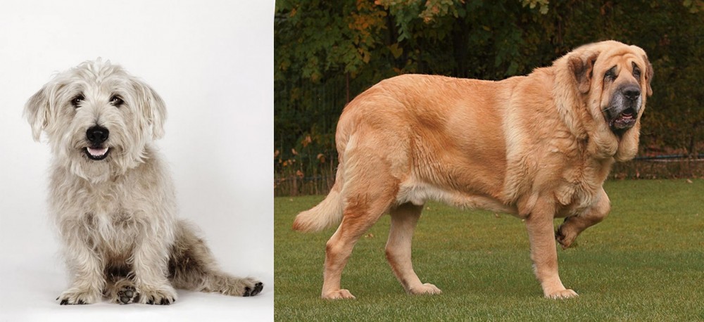 Spanish Mastiff vs Glen of Imaal Terrier - Breed Comparison