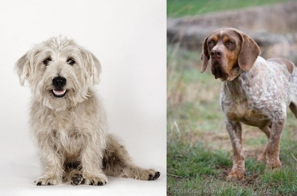 Spanish Pointer vs Glen of Imaal Terrier - Breed Comparison