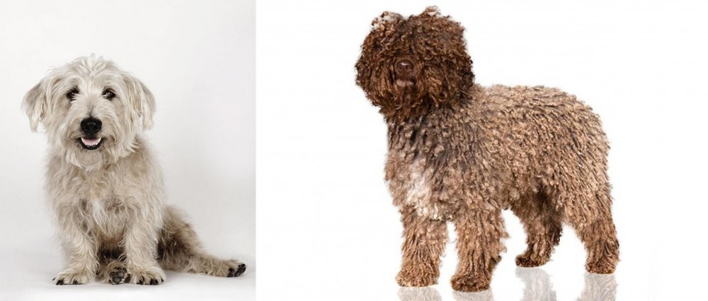 Spanish Water Dog vs Glen of Imaal Terrier - Breed Comparison