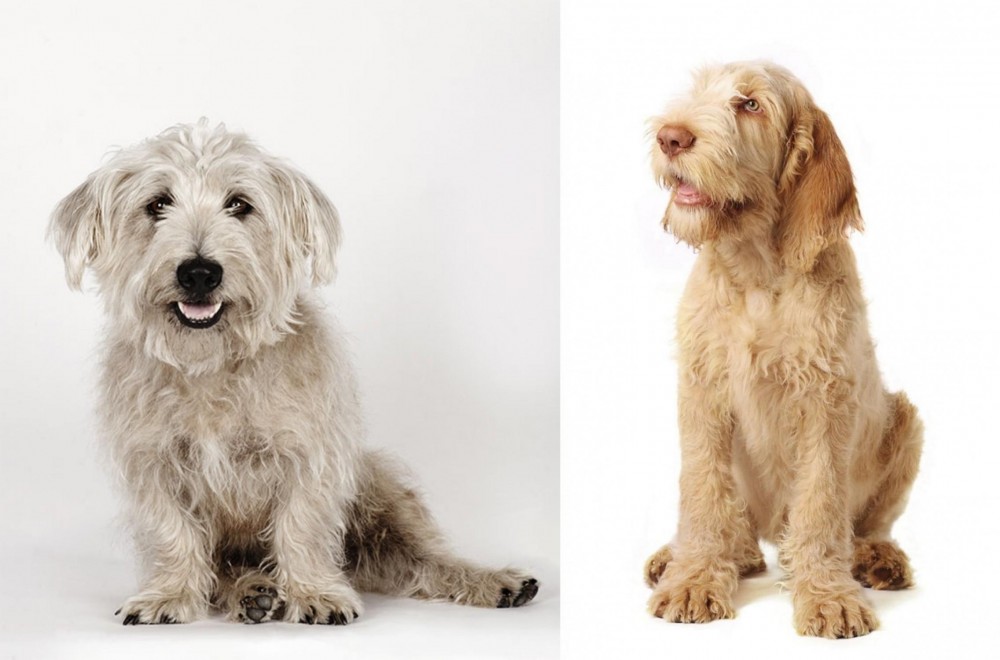 Spinone Italiano vs Glen of Imaal Terrier - Breed Comparison