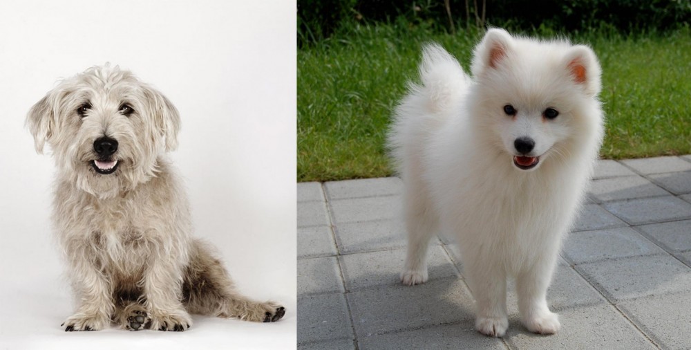 Spitz vs Glen of Imaal Terrier - Breed Comparison
