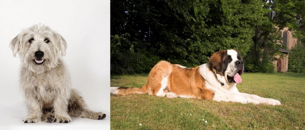 St. Bernard vs Glen of Imaal Terrier - Breed Comparison