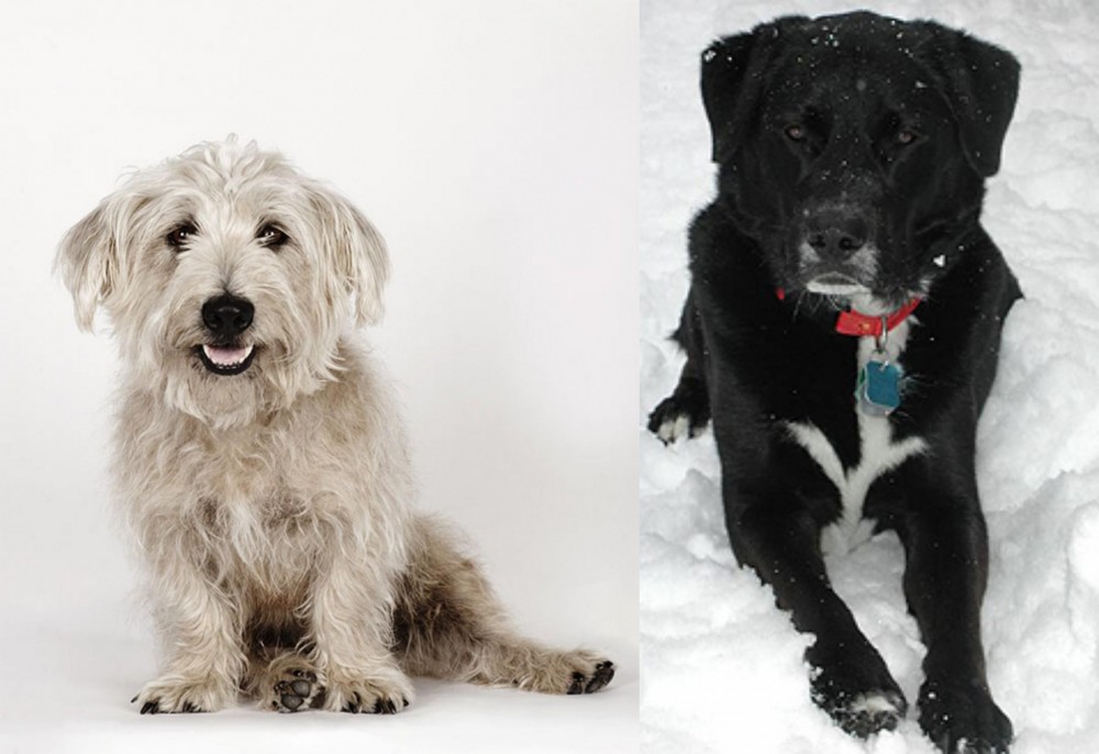 St. John's Water Dog vs Glen of Imaal Terrier - Breed Comparison