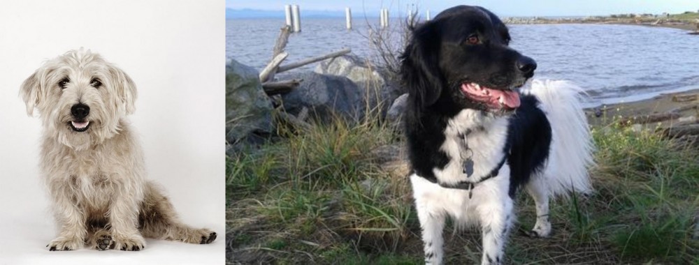 Stabyhoun vs Glen of Imaal Terrier - Breed Comparison