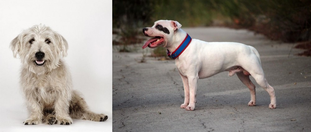 Staffordshire Bull Terrier vs Glen of Imaal Terrier - Breed Comparison