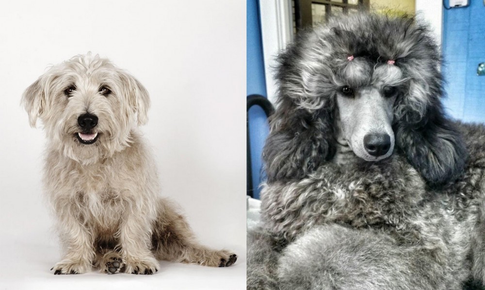 Standard Poodle vs Glen of Imaal Terrier - Breed Comparison