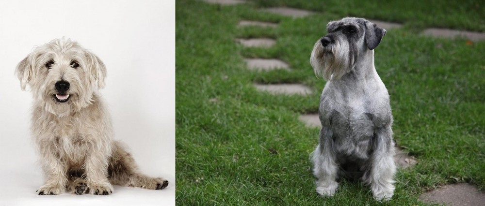Standard Schnauzer vs Glen of Imaal Terrier - Breed Comparison