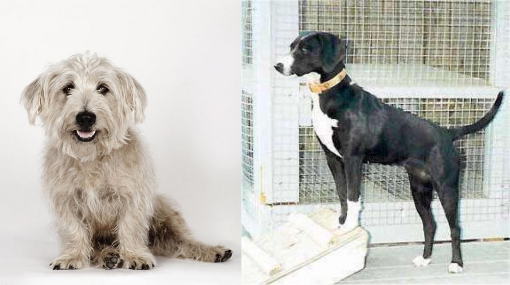 Stephens Stock vs Glen of Imaal Terrier - Breed Comparison