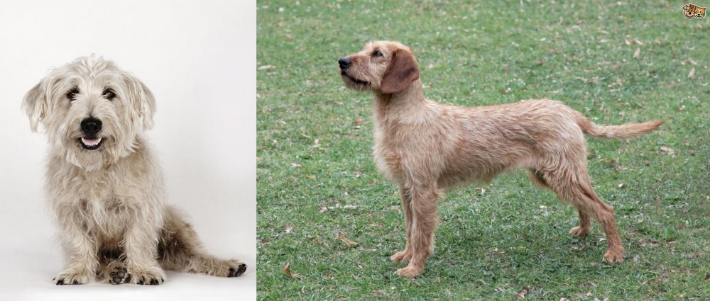 Styrian Coarse Haired Hound vs Glen of Imaal Terrier - Breed Comparison
