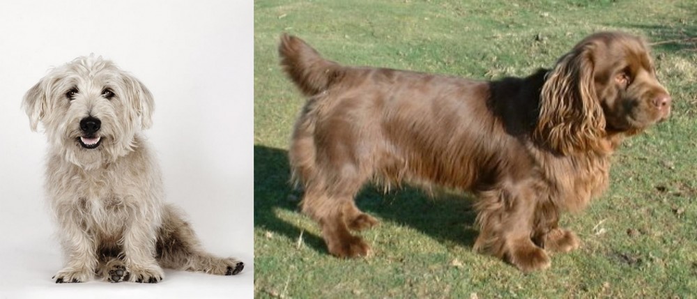 Sussex Spaniel vs Glen of Imaal Terrier - Breed Comparison