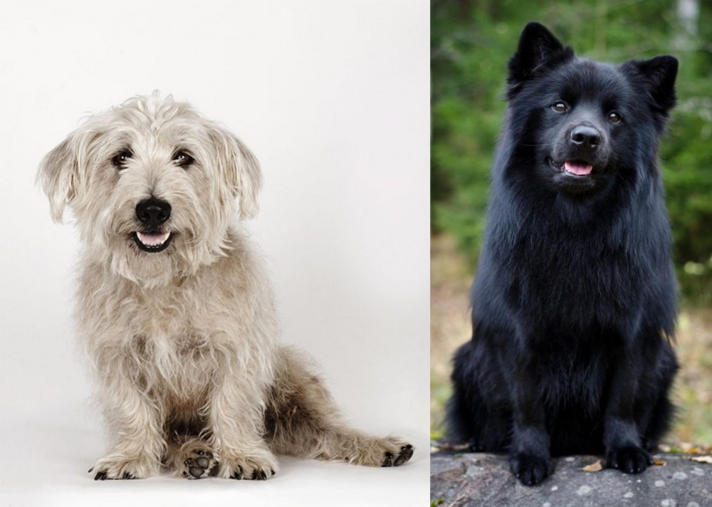 Swedish Lapphund vs Glen of Imaal Terrier - Breed Comparison