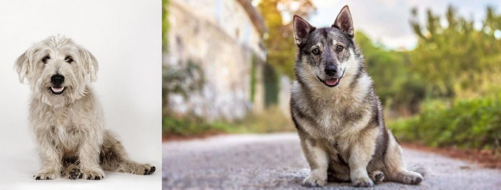 Swedish Vallhund vs Glen of Imaal Terrier - Breed Comparison