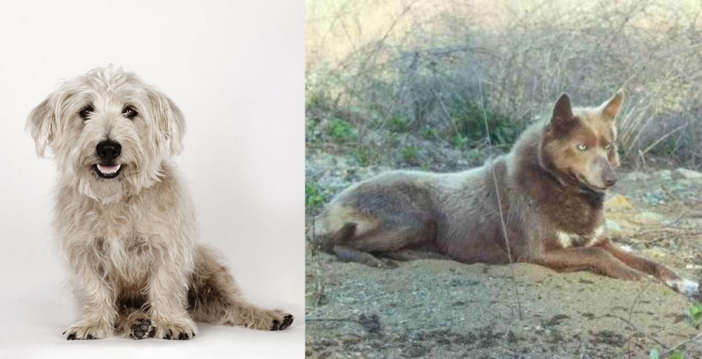 Tahltan Bear Dog vs Glen of Imaal Terrier - Breed Comparison
