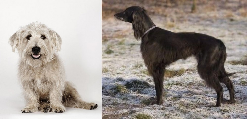Taigan vs Glen of Imaal Terrier - Breed Comparison