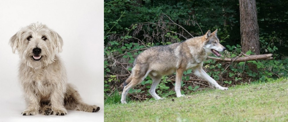 Tamaskan vs Glen of Imaal Terrier - Breed Comparison