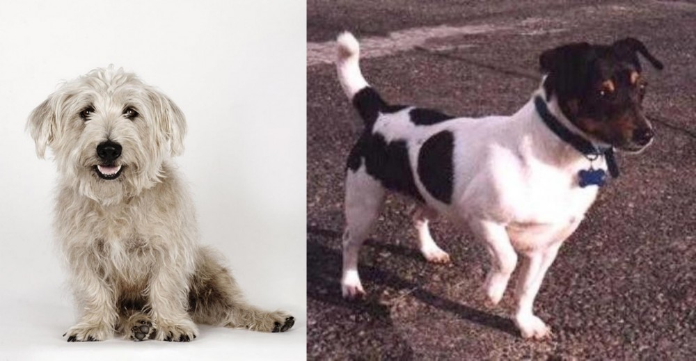 Teddy Roosevelt Terrier vs Glen of Imaal Terrier - Breed Comparison