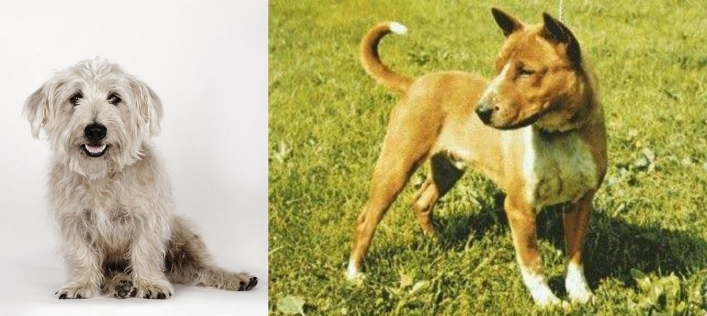 Telomian vs Glen of Imaal Terrier - Breed Comparison