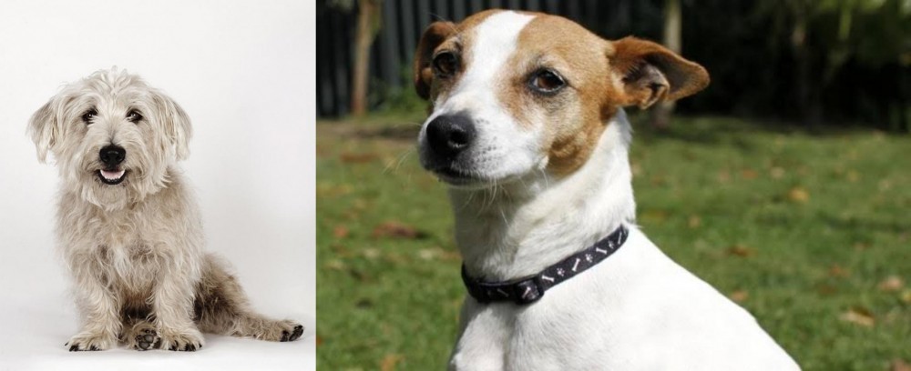 Tenterfield Terrier vs Glen of Imaal Terrier - Breed Comparison