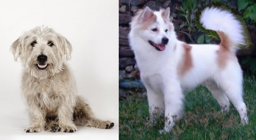 Thai Bangkaew vs Glen of Imaal Terrier - Breed Comparison