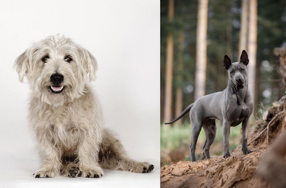 Thai Ridgeback vs Glen of Imaal Terrier - Breed Comparison