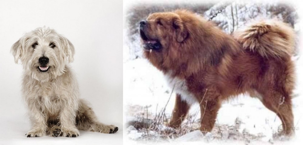 Tibetan Kyi Apso vs Glen of Imaal Terrier - Breed Comparison