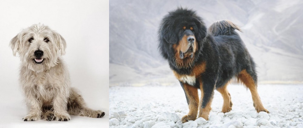 Tibetan Mastiff vs Glen of Imaal Terrier - Breed Comparison