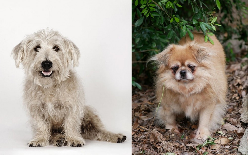Tibetan Spaniel vs Glen of Imaal Terrier - Breed Comparison