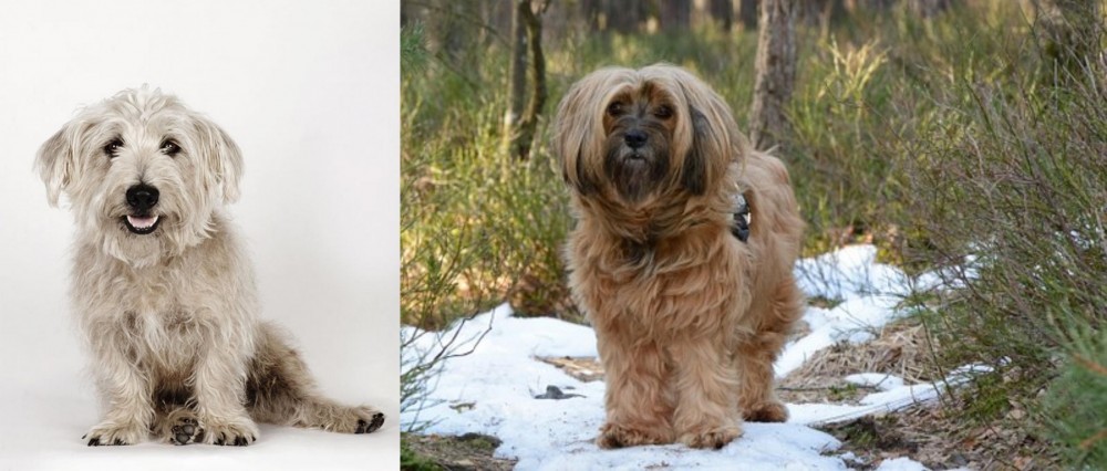 Tibetan Terrier vs Glen of Imaal Terrier - Breed Comparison