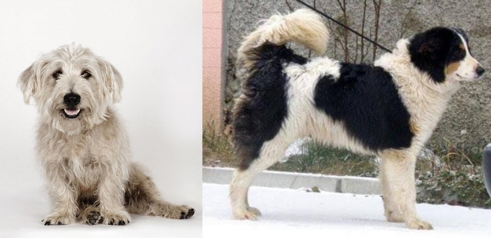 Tornjak vs Glen of Imaal Terrier - Breed Comparison