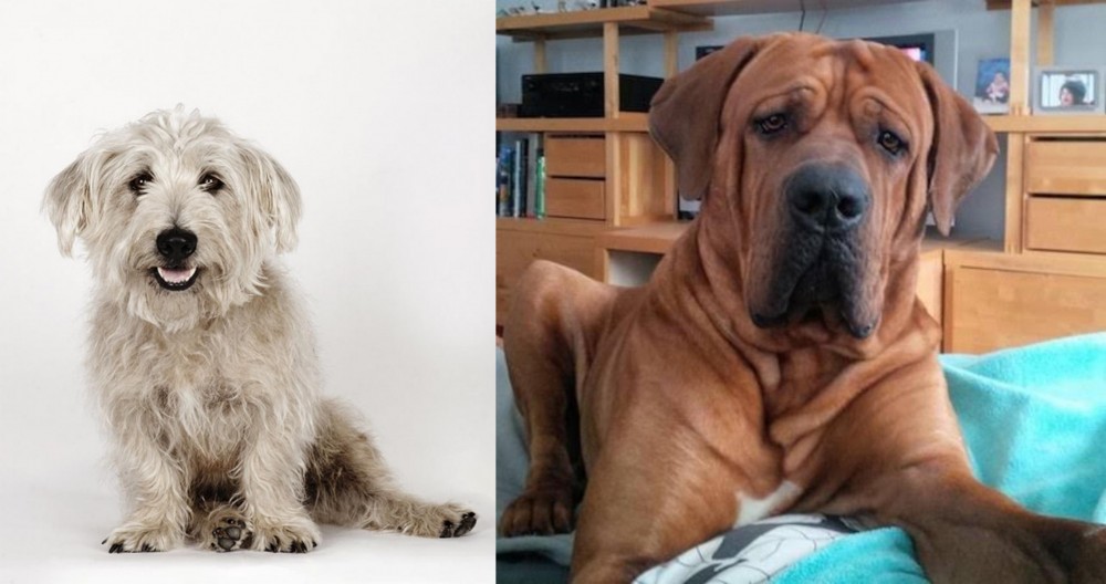Tosa vs Glen of Imaal Terrier - Breed Comparison