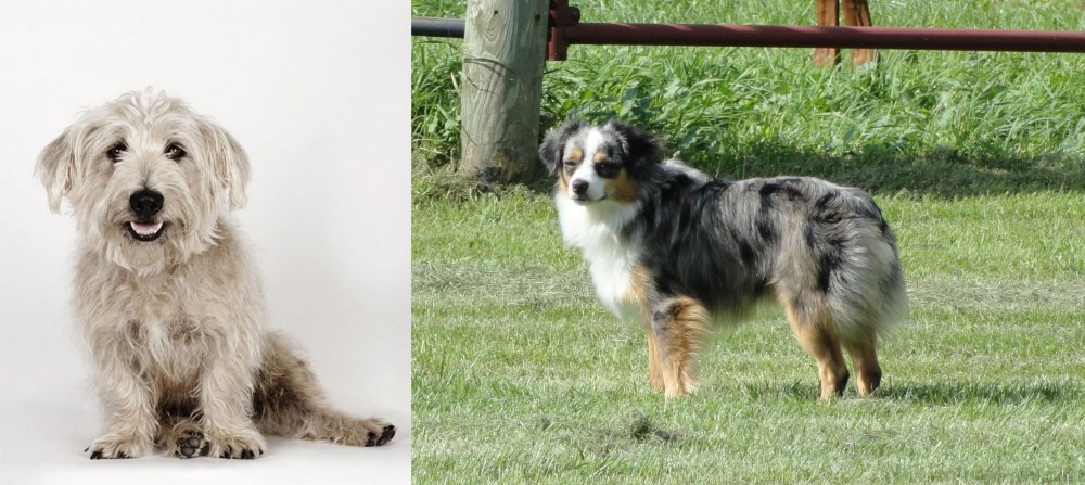 Toy Australian Shepherd vs Glen of Imaal Terrier - Breed Comparison