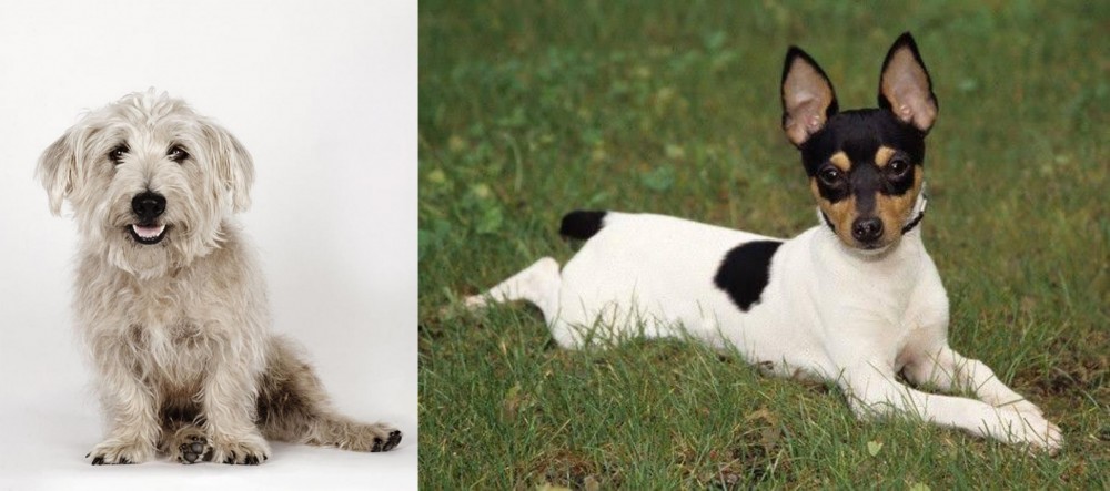 Toy Fox Terrier vs Glen of Imaal Terrier - Breed Comparison