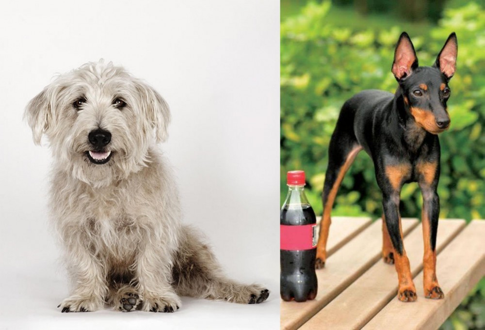 Toy Manchester Terrier vs Glen of Imaal Terrier - Breed Comparison