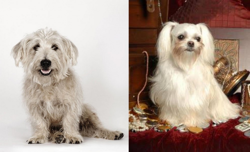 Toy Mi-Ki vs Glen of Imaal Terrier - Breed Comparison