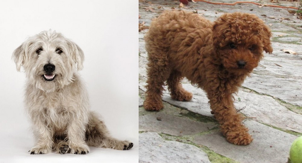 Toy Poodle vs Glen of Imaal Terrier - Breed Comparison