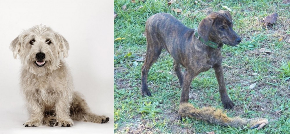 Treeing Cur vs Glen of Imaal Terrier - Breed Comparison