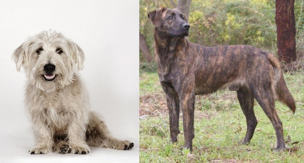 Treeing Tennessee Brindle vs Glen of Imaal Terrier - Breed Comparison