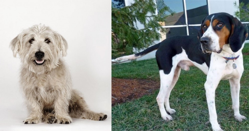 Treeing Walker Coonhound vs Glen of Imaal Terrier - Breed Comparison